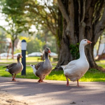 nature Village club Merlimont