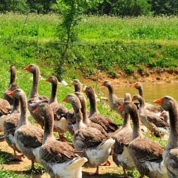 Partir en vacances à Samatan